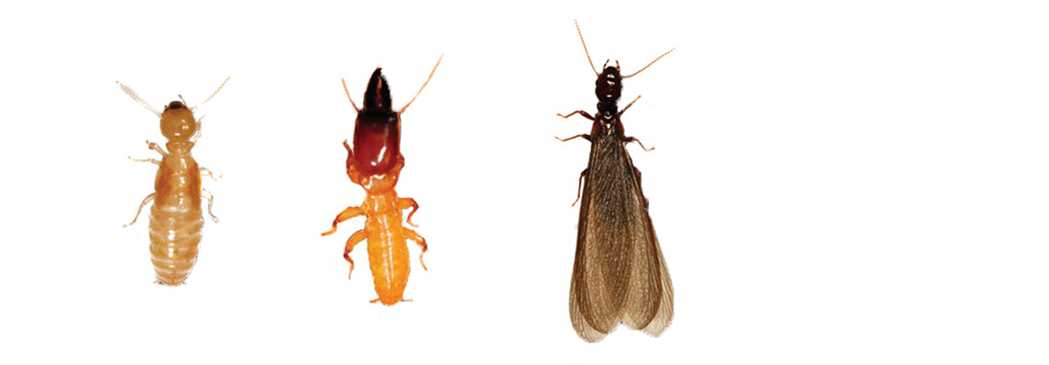 Types of Termites!